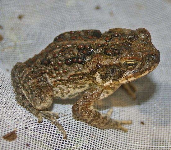 A young cane toad (Rhinella marina), Darwin, Northern Territory